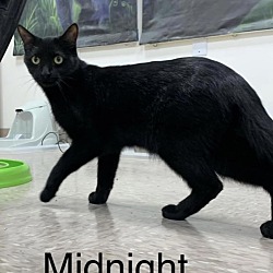 Thumbnail photo of Midnight #2