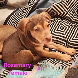 Thumbnail photo of Rosemary #4