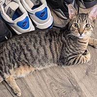 adopt a pet