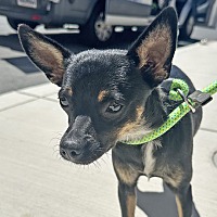 adopt a pet