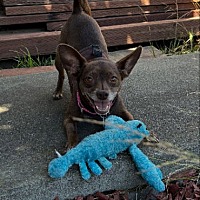 adopt a pet