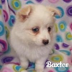 Thumbnail photo of Baxter #3