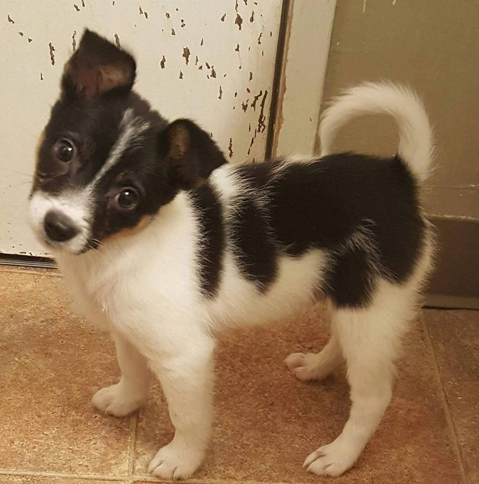 Santa Rosa Ca Jack Russell Terrier Meet Rex A Pet For