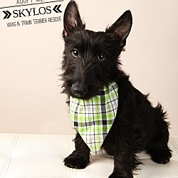 Thumbnail photo of Skylos-adoption pending #1