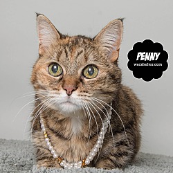 Thumbnail photo of Penny *URGENT #4