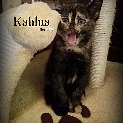 Thumbnail photo of Kahlua #1
