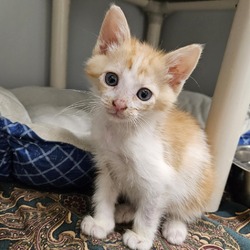Photo of Punkin