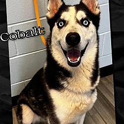 Thumbnail photo of Cobalt #3