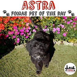 Thumbnail photo of Astra #1