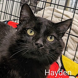 Photo of Hayden