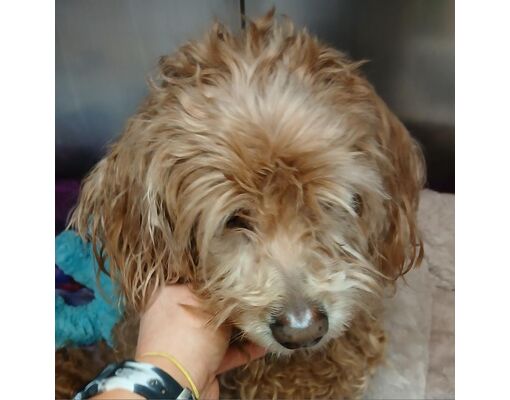 Philadelphia, PA - Cockapoo. Meet Chestnut a Pet for Adoption ...