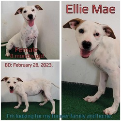 Thumbnail photo of Ellie Mae #1