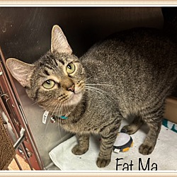 Thumbnail photo of FAT MA #2