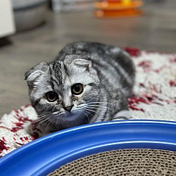 Thumbnail photo of Ken and Barbie (Scottish Fold) #3