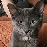 adopt a pet