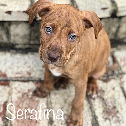 Photo of Serafina