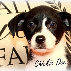 Thumbnail photo of Chickie Dee~adopted! #1