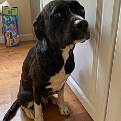 Photo of Lady