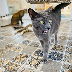 Photo of Nilla