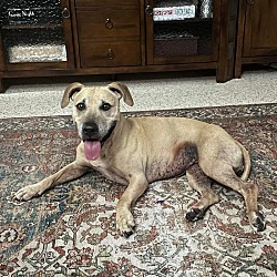 Photo of Cookie