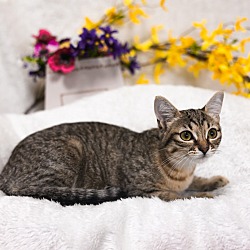 Photo of Prissy