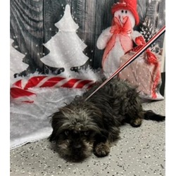 Photo of LICORICE