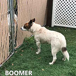 Thumbnail photo of Boomer #4