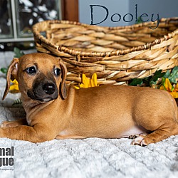 Thumbnail photo of Dooley #3