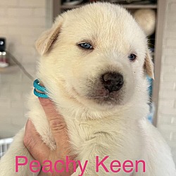 Thumbnail photo of Peachy Keen #2