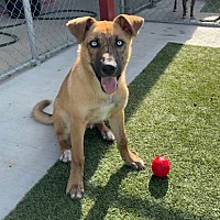 adopt a pet