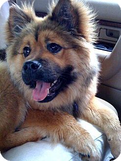 Safari In Ga >> Tucker, GA - German Shepherd Dog. Meet Sable a Pet for ... Safari In Ga >> Tucker, GA - German Shepherd Dog. Meet Sable a Pet for ...