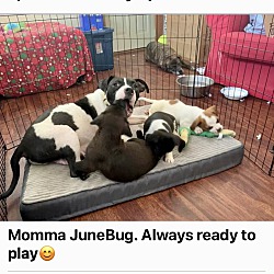 Thumbnail photo of June Bug #1