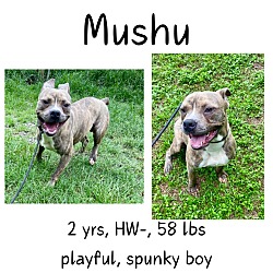 Photo of Mushu