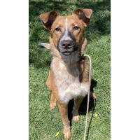 adopt-pet