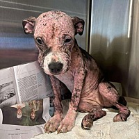 adopt a pet