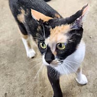 adopt-pet