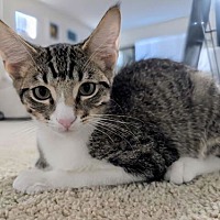 adopt a pet