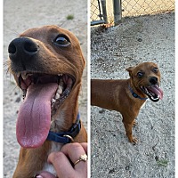 adopt a pet