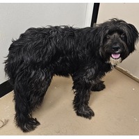 adopt-pet