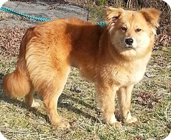 Golden Chow Puppies For Adoption Online