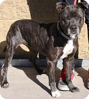 Gilbert, AZ - American Pit Bull Terrier. Meet Theresa a Pet for Adoption.