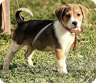 golden retriever mixed with beagle