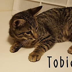 Thumbnail photo of Tobie #2