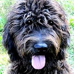 Thumbnail photo of CECE(OUR "GOLDENDOODLE"!!  WOW #1