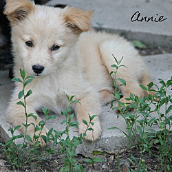 Thumbnail photo of Annie~adopted! #4