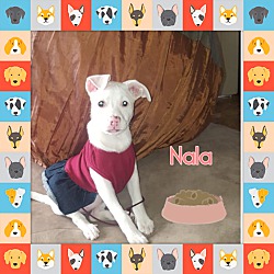 Thumbnail photo of Nala *processing adoption #3