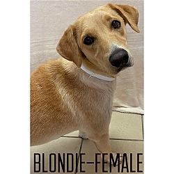 Photo of Blondie 1yr. LabX application&appointment