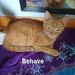 Photo of Behave