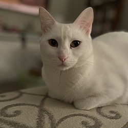 Photo of Chowder 
