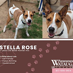 Photo of Stella Rose